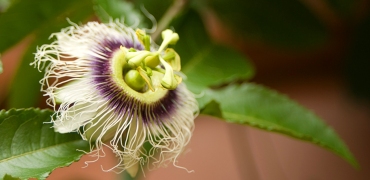 passionfruit-flower